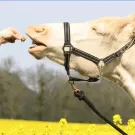 Ravene - Friandises HAPPY TREATS DUO - 2kg Ravene