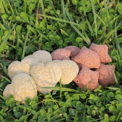 Ravene - Friandises HAPPY TREATS DUO - 2kg Ravene