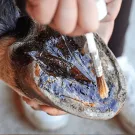 Ravene - Huile pour sabots PEDIFLEX 500ml Ravene