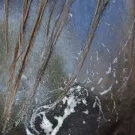 Ravene - Shampoing EASY SHINE spécial chevaux gris 500ml Ravene