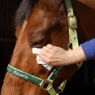 Ravene - Lingettes nettoyantes yeux/naseaux EASY SHINE WIPE - 25 Lingettes Ravene