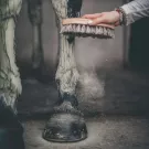 Cura Naturale Argile après effort 1.75 kg Cura Naturale