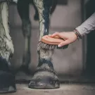 Cura Naturale Argile après effort 1.75 kg Cura Naturale