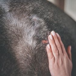 Cura Naturale Gel repousse poil 125 ml Cura Naturale