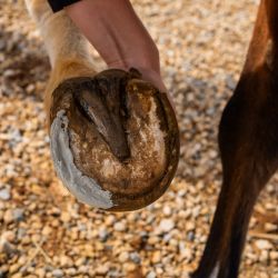 Cura Naturale Argile assainissante sabots 500 ml Cura Naturale