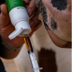 Cura Naturale Aliment complémentaire confort articulaire Cura Naturale