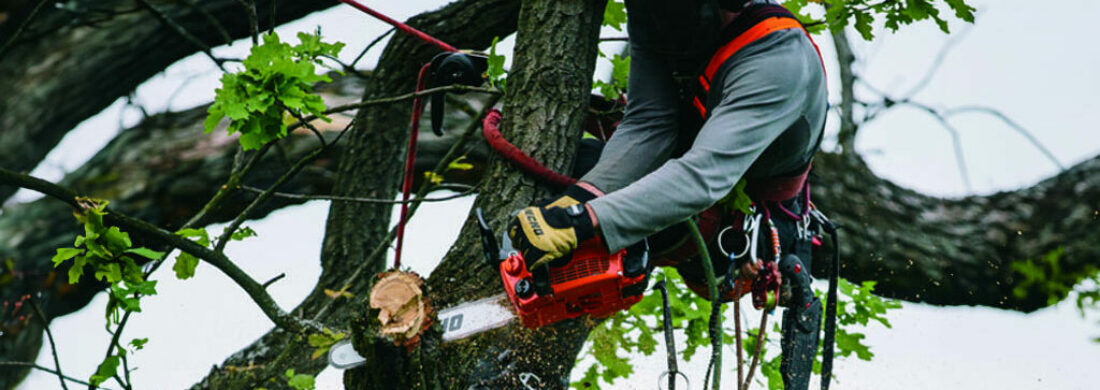 Tronçonneuse ou élagueuse, laquelle choisir ?