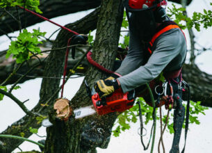 Tronçonneuse ou élagueuse, laquelle choisir ?