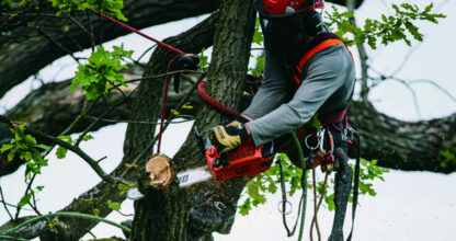 Tronçonneuse ou élagueuse, laquelle choisir ?