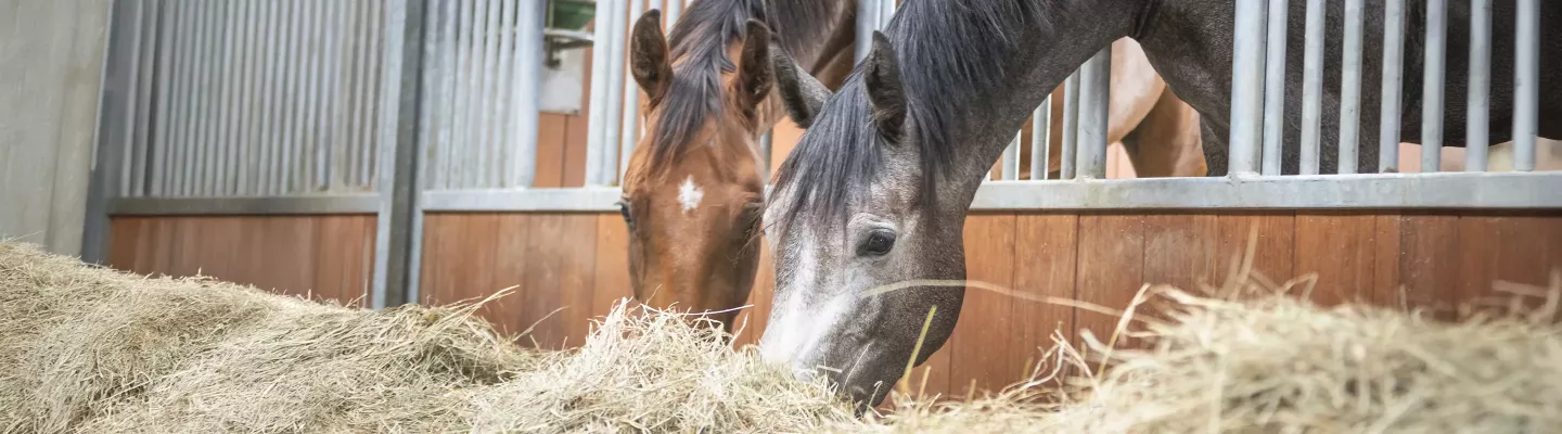 Friandises pour Chevaux – Goût et Bien-Être | Foliatura
