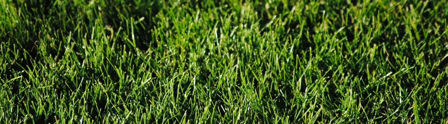 Rouleau à Gazon - Rouleau pour Gazon après Semis | Foliatura