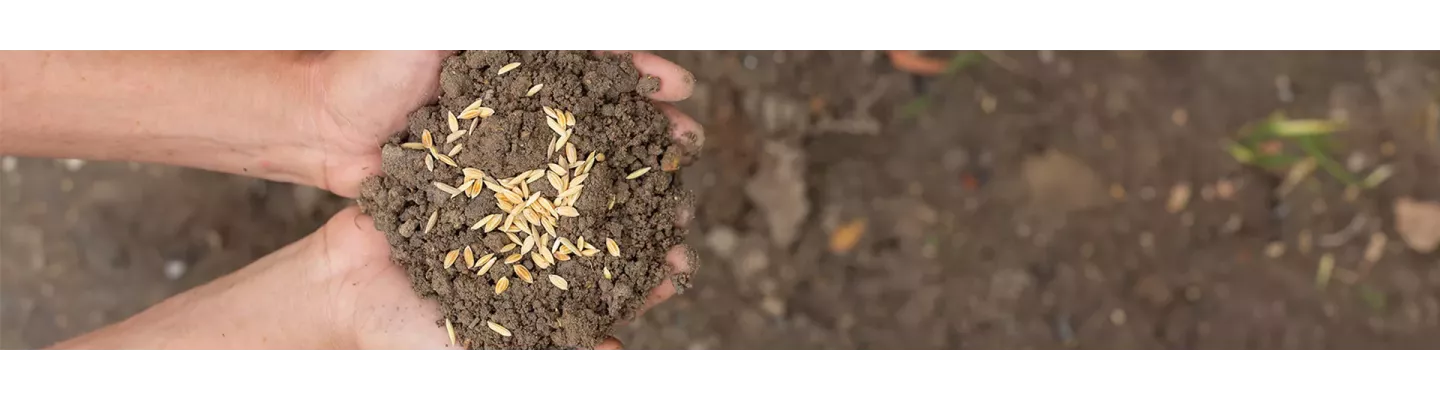 Semences Gazon, Fleurs, Fourragères & Potagères | Foliatura