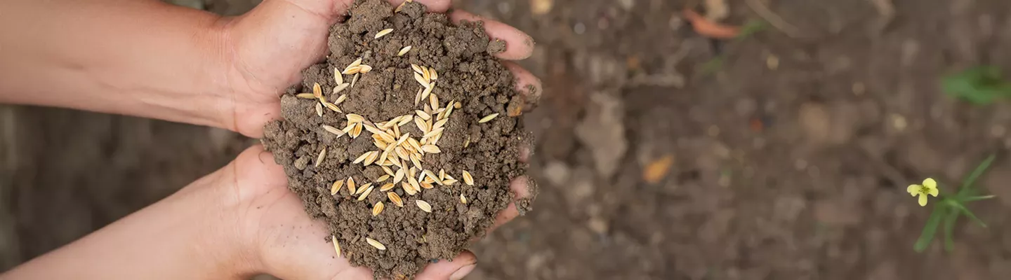 Semences pour Gazon & Graines pour Pelouse | Foliatura