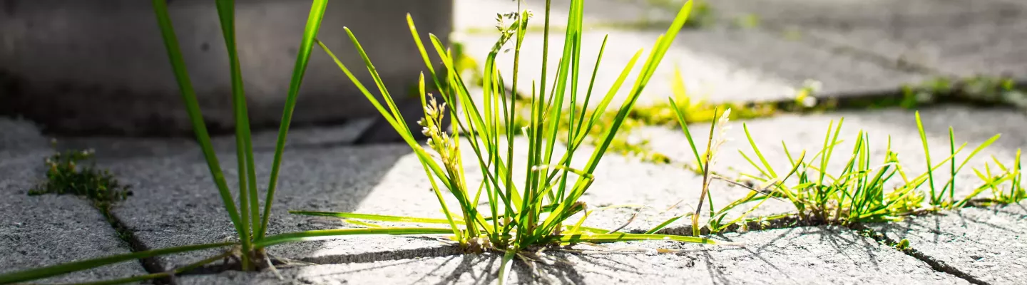 Désherbeurs Thermiques & à Gaz | Foliatura