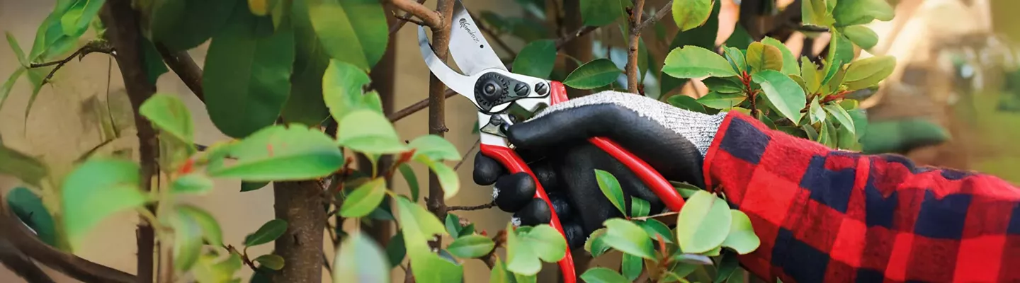 Sécateurs à Batterie Puissants & Précis | Foliatura